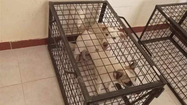 الطب البيطرى