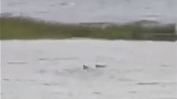 سمكة القرش بفلوريدا