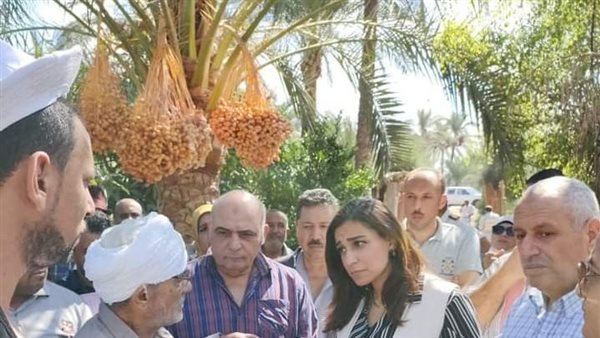 جني ثمار البلح 