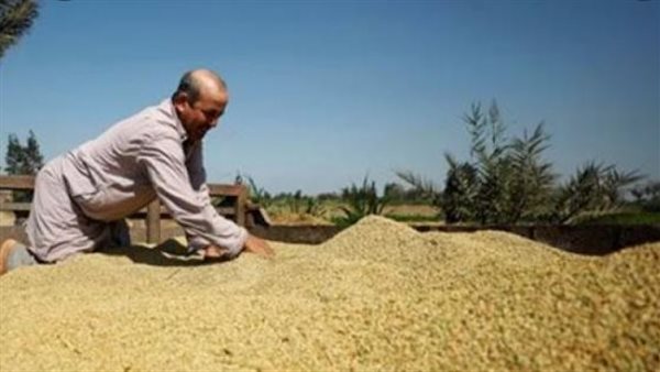 أسعار الأرز الشعير