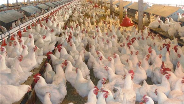 صورة ارشيفية