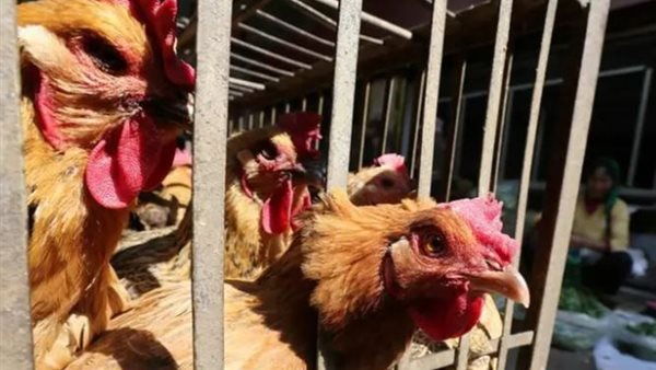 صورة ارشيفية 