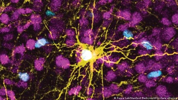  الدكتور رامي أمين