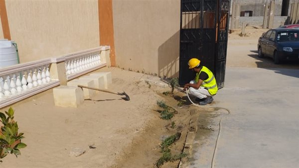 زراعة 100 مليون شجرة