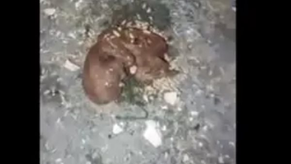 الاجنة التي عثر عليها