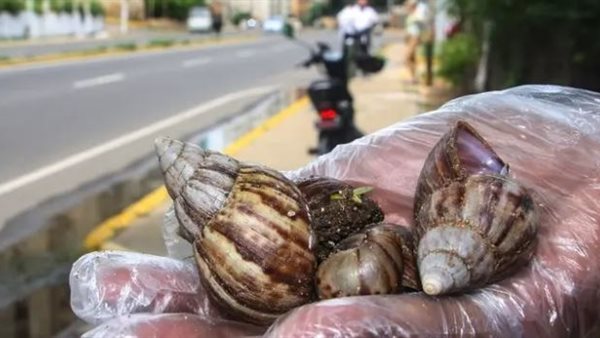 الحلزونات الافريقية