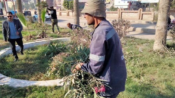 زراعة الأشجار بمدن