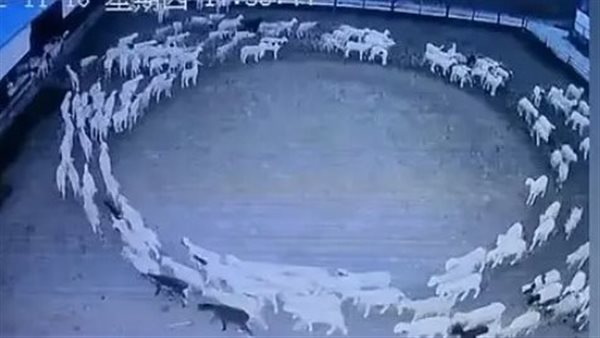 جانب من الفيديو 