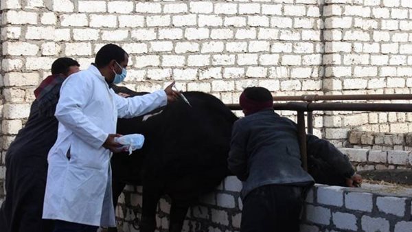 تحصين المواشي - تعبيرية