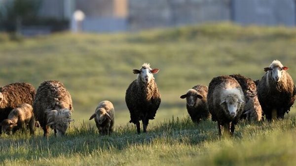 صورة ارشيفية