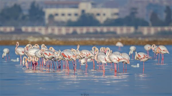 للمرة الأولى في مصر