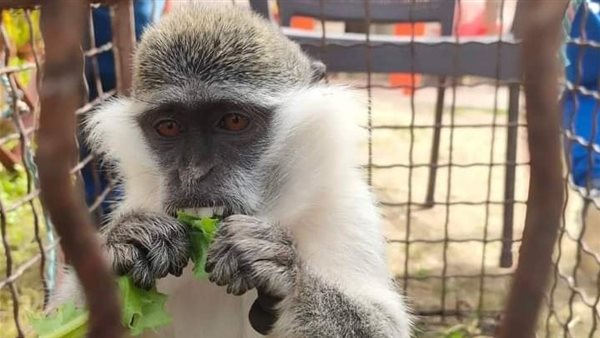 النسناس الأول 