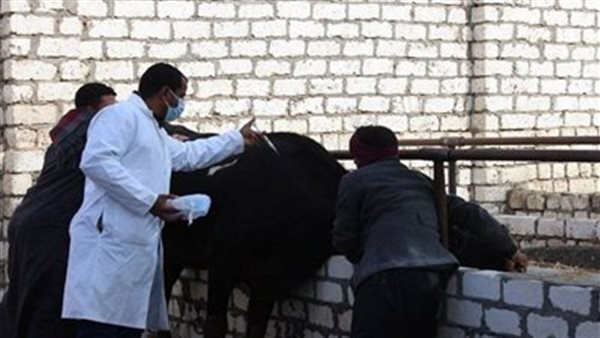 صورة من الحدث 