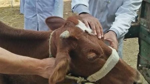 جانب من  القافلة