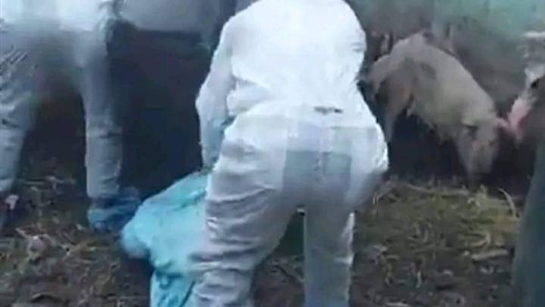 جانب من مزرعة الخنازير