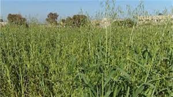 صور ارشيفية