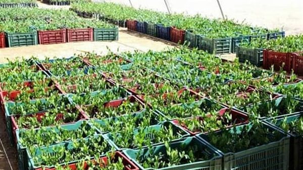 جانب من زراعات الوادي