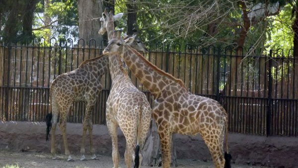 صورة  ارشيفية