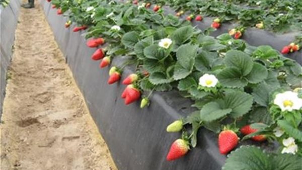 صورة  ارشيفية