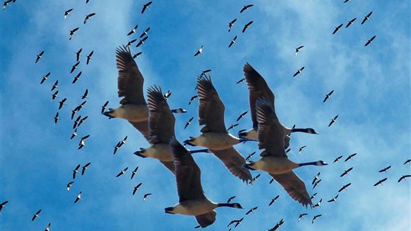 صورة  ارشيفية