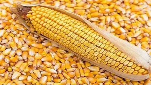 صورة  ارشيفية