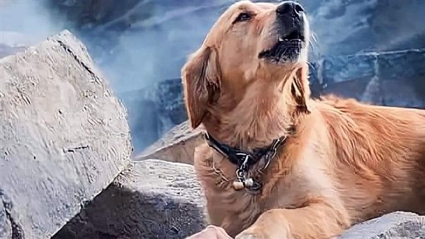 الكب الشهير 