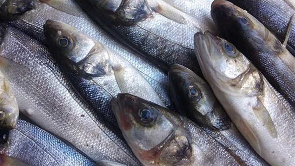 صورة  ارشيفية