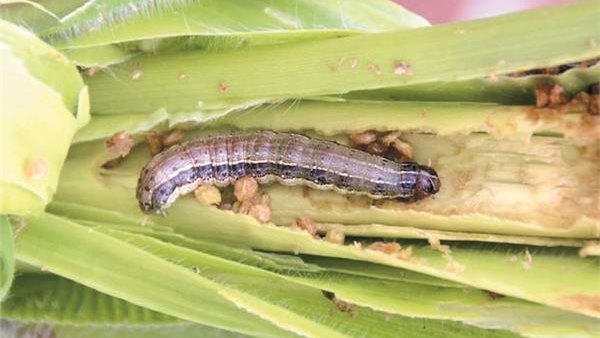 صورة  ارشيفية