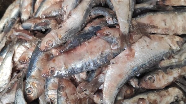 جانب من المضبوطات