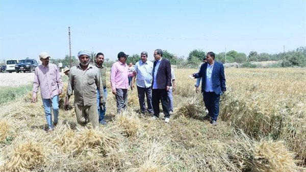 جانب من الحصاد