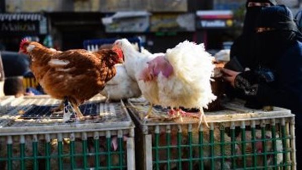 صورة ارشيفية 