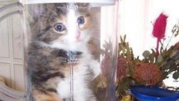 فيديو القطه في الخلاط