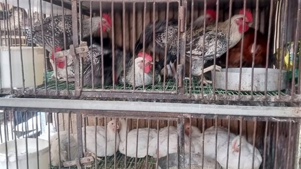 الدواجن - أرشيفية