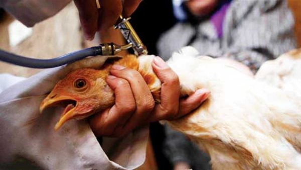 انفلونزا الطيور -