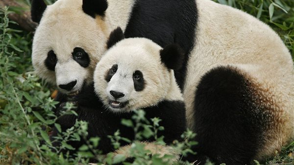 صورة أرشيفية الباندا