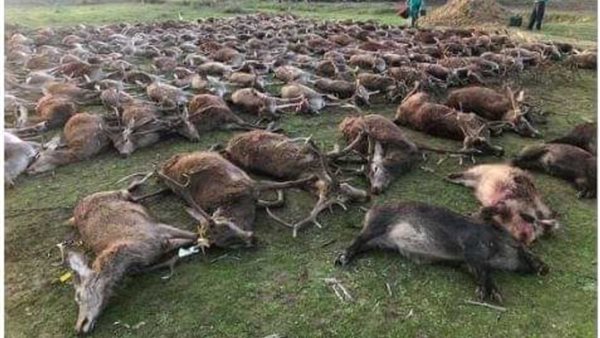 رحلة صيد قتلت مئات