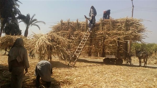 مصانع سكر نجع حمادي