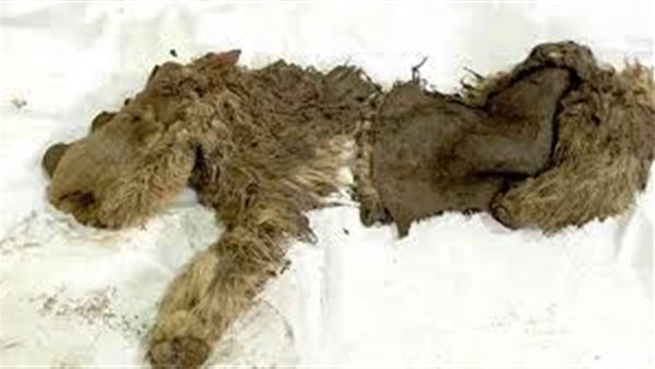 جيفة وحيد قرن صوفي