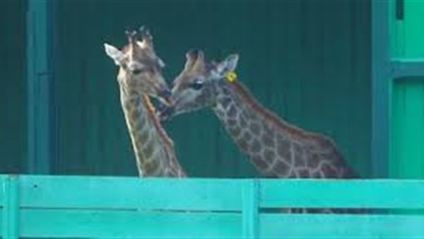 الزرافات الجديدة