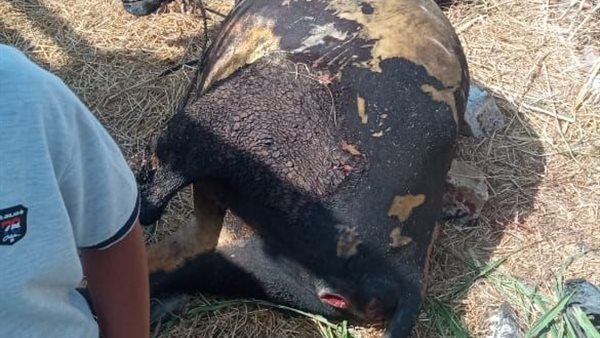 صورة من الحدث