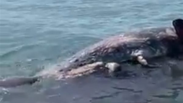 صورة من الحدث