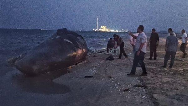 صورة من الحدث