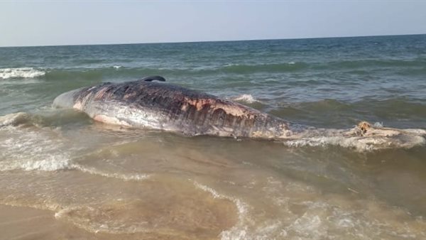 صورة من الحدث