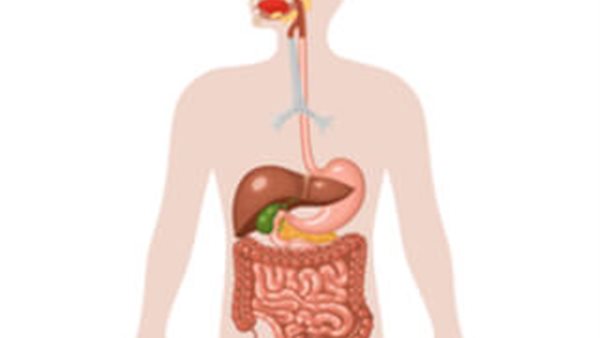 الجهاز الهضمى