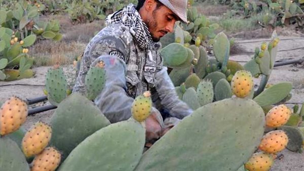 التين الشوكي