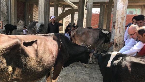 الحمي القلاعية