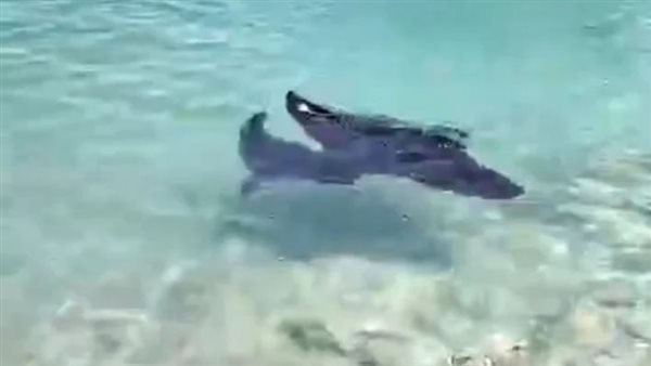 سمكة المانتا راى