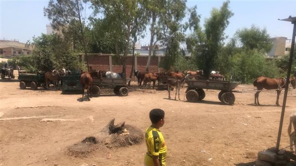 صورة من الحدث