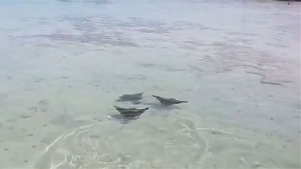 سمكة شيطان البحر