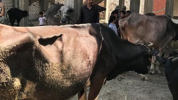 صورة من الحدث